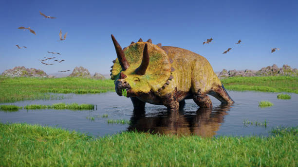 Triceratops horridus dinosaur and a flock of Pterosaurs from the Jurassic era eating water plants in beautiful landscape stock photo