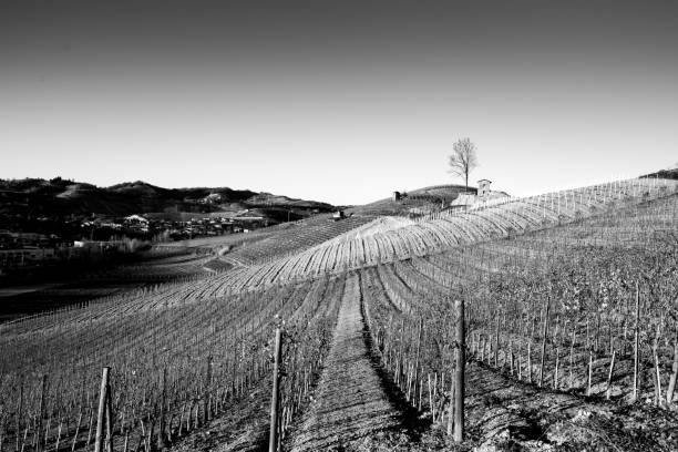 istock langhe vineyard Piedmont italy in black and white 881511010
