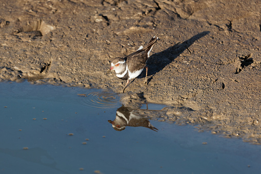 A three banded plover or three banded sandplover (Charadrius tricollaris) on a mudflat of a river.