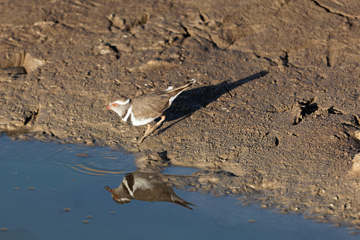 A three banded plover or three banded sandplover (Charadrius tricollaris) on a mudflat of a river.