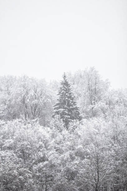istock Idylic winter forest covered in snow 881511742