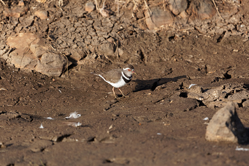 A three banded plover or three banded sandplover (Charadrius tricollaris) on a mudflat of a river.