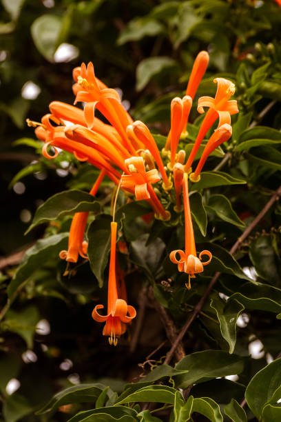 Pyrostegia venusta Pyrostegia venusta, known as flamevine or orange trumpetvine baobab flower stock pictures, royalty-free photos & images