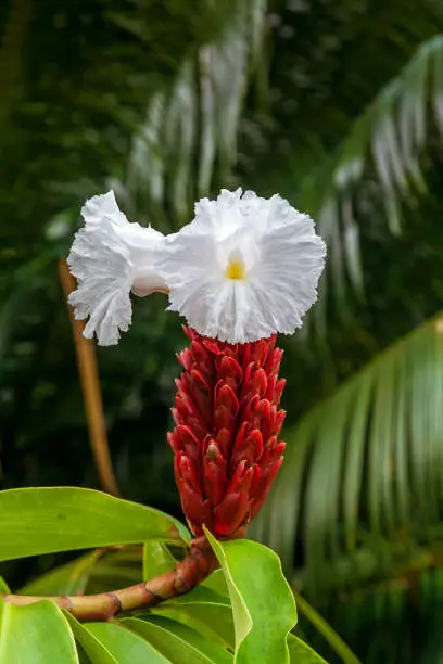 CrÃªpe ginger (Cheilocostus speciosus), tropical flower from Madagascar