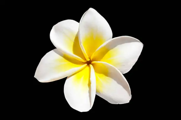Photo of Frangipani flower