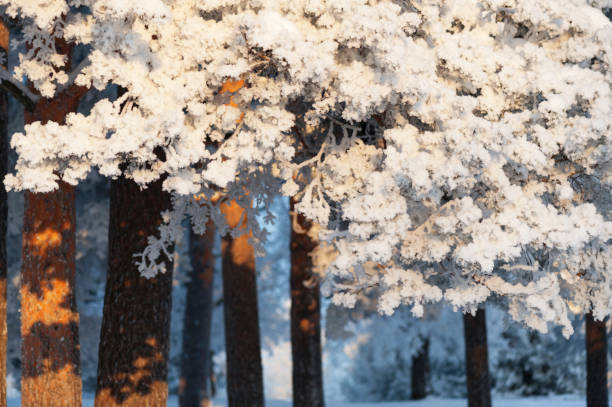 istock Snow and frost covered pine trees 881519522