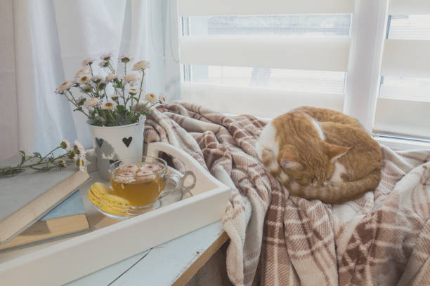 istock Sweet home with flowers, tea and a cat 881519846