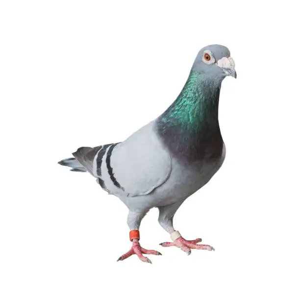 Photo of full body of speed racing homing pigeon isolated white background