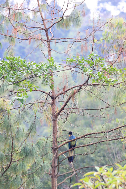 istock Great Blue Turaco in the Bigodi Wetlands, Uganda 881534124