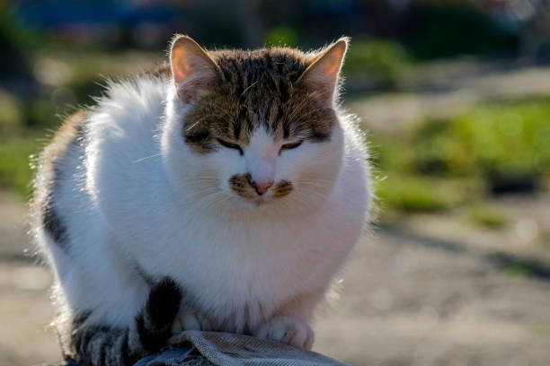 Imposing cat sitting with her eyes closed in pleasure