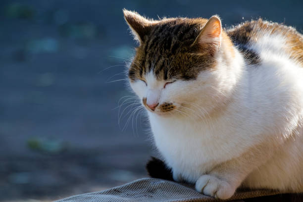 istock Imposing cat sitting with her eyes closed in pleasure 881538046