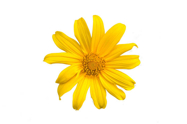 istock yellow daisy flower isolated on white background, clipping path. 881538758
