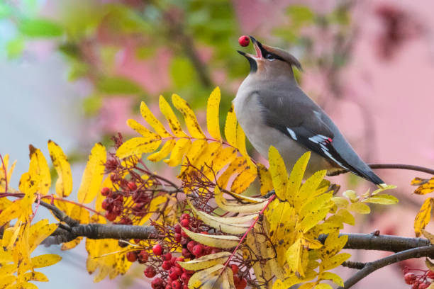 Bohemian waxwing, Bombycilla garrulus Bohemian waxwing, Bombycilla garrulus sitting in a rowan tree with a rowan berry in his beak, Gällivare, Swedish Lapland, Sweden rowanberry stock pictures, royalty-free photos & images
