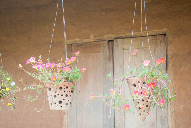 istock Rosemoss flower in hanging pot 881549330