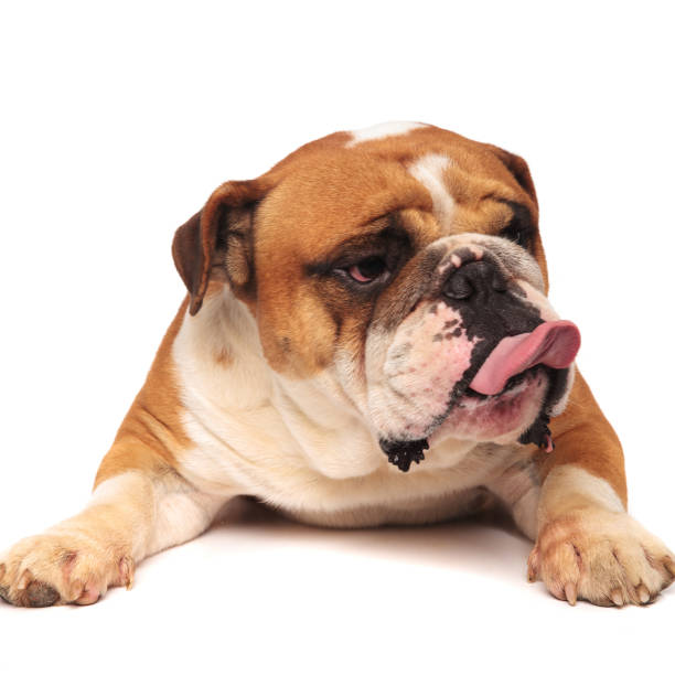 istock grumpy english bulldog is sticking out tongue to side 881555310
