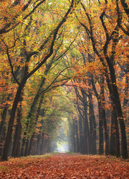 istock Footpath in beech tree forest in autumn colors 881563478