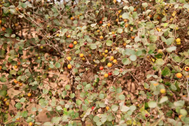 Fresh jujube fruit outdoor in the nature.
