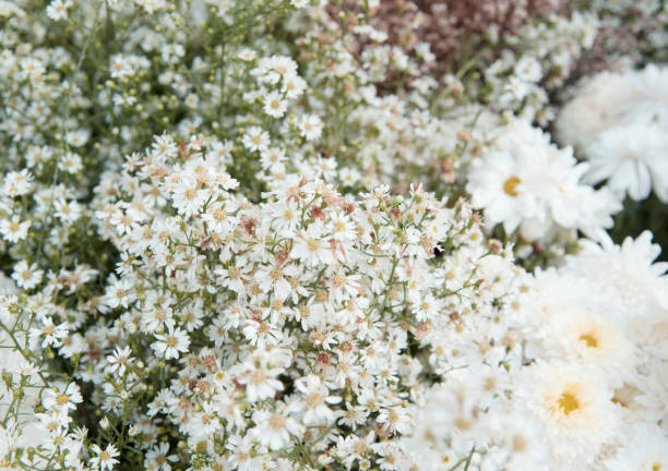 istock Flower nature as natural background 881566398