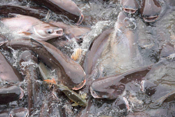 istock fishes crowd In the pond 881566400