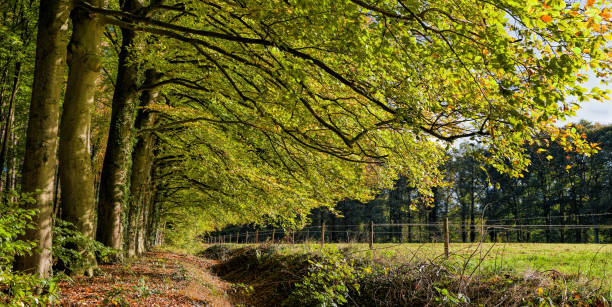 istock Treelined creek in sunlight in autumn 881566424