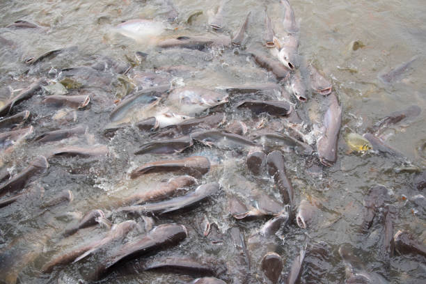 istock fishes crowd In the pond 881566480