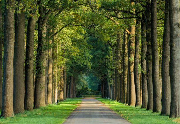 istock Road treelined with beech trees in autumn 881567040