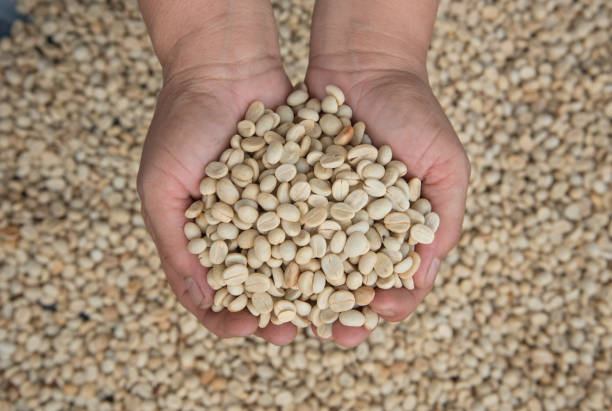 istock hand holding raw material green coffee beans for background. 881567174