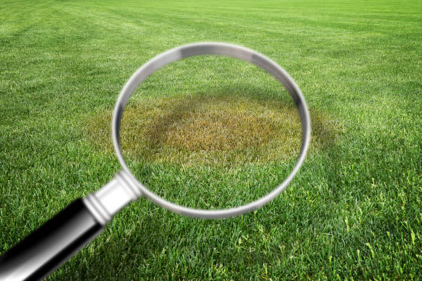 istock Magnifying glass with green grass background - Grass disease concept image 881567940