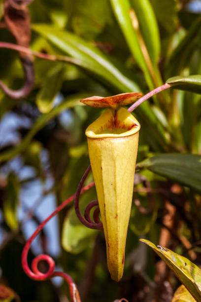 Nepenthes, carnivorous plant endemic to southern Madagascar