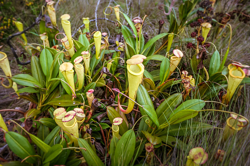 Nepenthes, carnivorous plant endemic to southern Madagascar