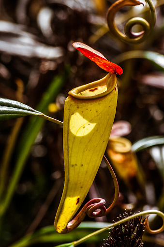 Nepenthes, carnivorous plant endemic to southern Madagascar