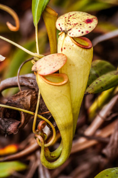 istock Nepenthes, carnivorous plant 881571364