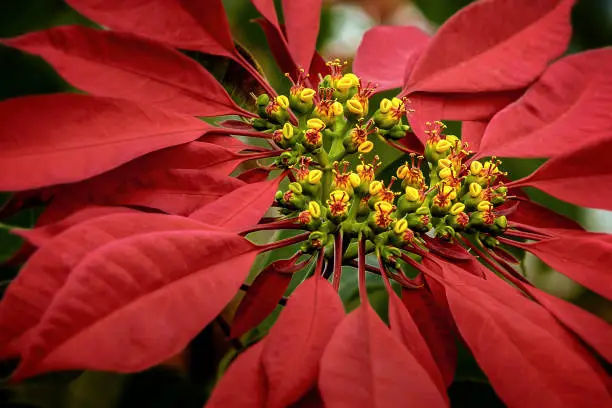 Red poinsettia flowers (Euphorbia pulcherrima), aka Christmas Star