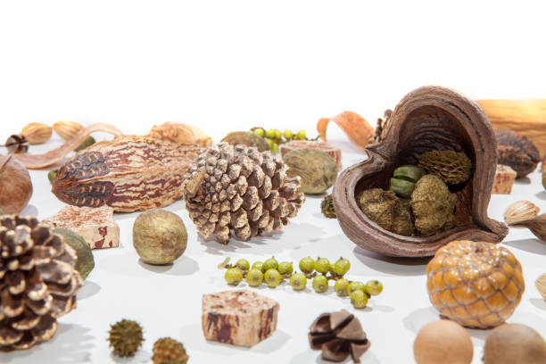 Traditional Victorian Christmas card decoration spread. Natural forest specimens