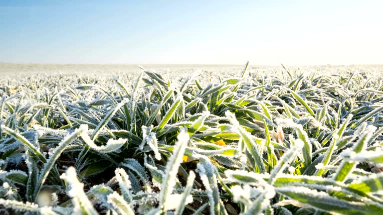 Melting snow on the winter cereals.