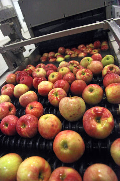 istock Clean and fresh apples on conveyor belt 881575222