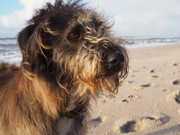 istock Portrait of a mixed breed dog 881579952