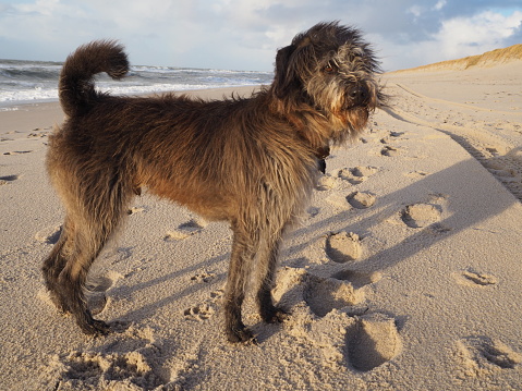 Long fured mixed breed dog at a sandy windy beach