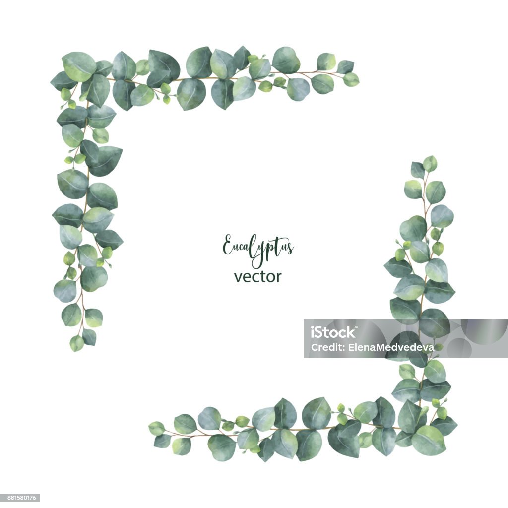 Watercolor vector wreath with silver dollar eucalyptus leaves and branches. Watercolor vector wreath with silver dollar eucalyptus leaves and branches. Healing Herbs for cards, wedding invitation,save the date or greeting design. Summer flowers with space for your text. Border - Frame stock vector
