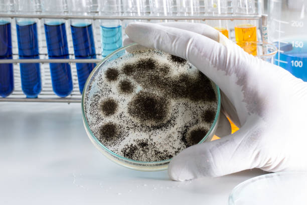 aspergillus (pleśń) dla mikrobiologii w laboratorium. - bacterium microbiology petri dish biological culture zdjęcia i obrazy z banku zdjęć