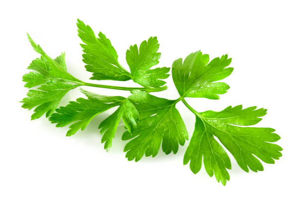 istock Parsley. Parsley isolated. 881580712