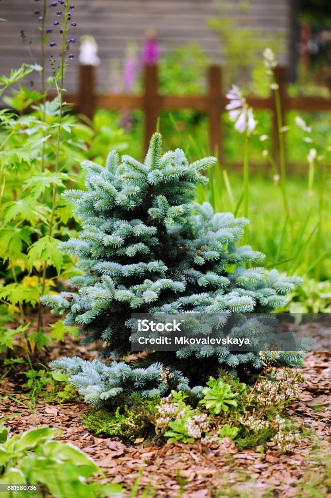Picea pungens Glauca Globosa in the garden, dwarf blue conifer Blue Stock Photo