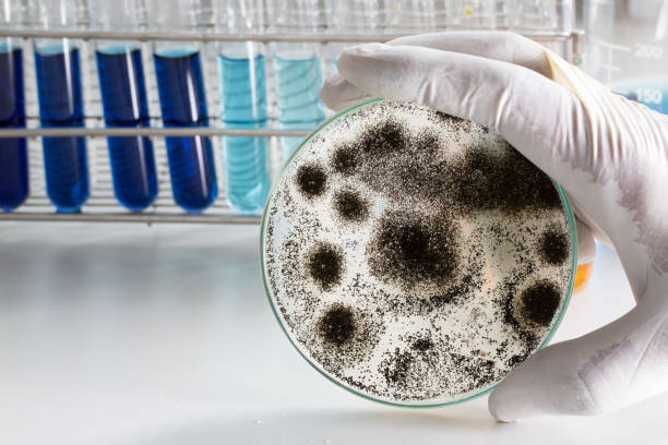 aspergillus (moho) para microbiología en laboratorio. - amoldar fotografías e imágenes de stock