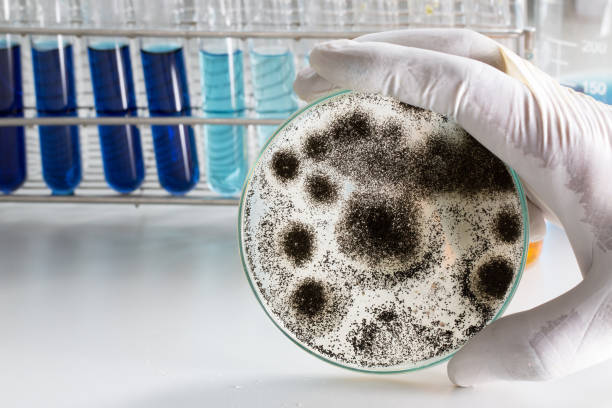 aspergillus (mold) for microbiology in lab. - bacterium petri dish laboratory science imagens e fotografias de stock