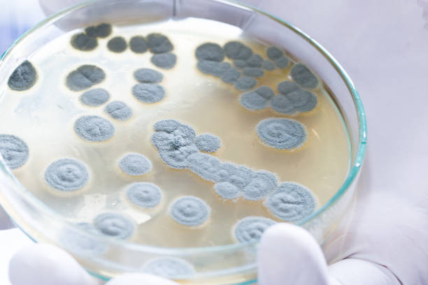 penicillium, ascomycetous fungi are of major importance in the natural environment as well as food and drug production for microbiology in lab. - petri dish agar jelly laboratory glassware bacterium imagens e fotografias de stock