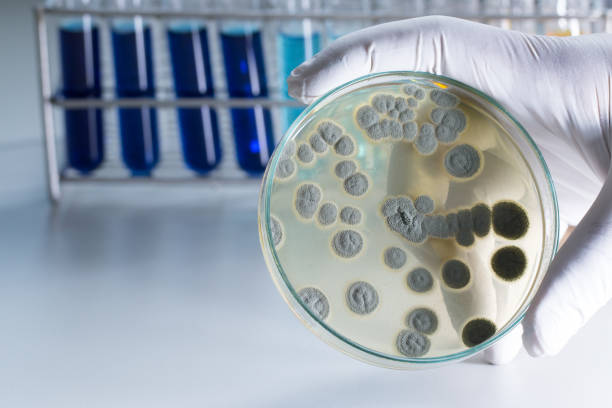 penicillium, ascomycetous fungi are of major importance in the natural environment as well as food and drug production for microbiology in lab. - petri dish agar jelly laboratory glassware bacterium imagens e fotografias de stock