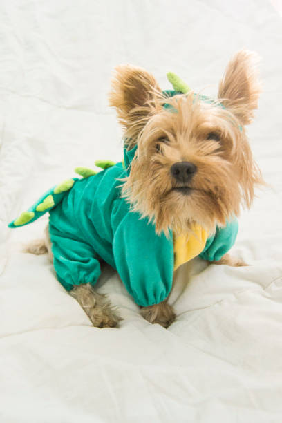 istock Yorkshire dog with a costume 881583320