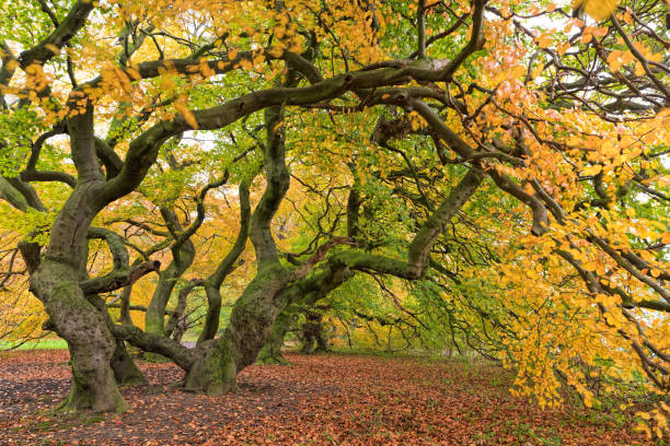 Twisted tree trunks and branches of beech trees with genetic mutation. This special local mutation of beech trees in Lower Saxony is so called \