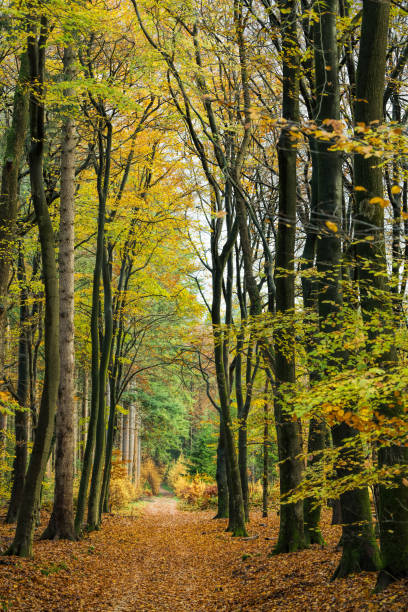 istock Footpath through forest in autumn leaf colors 881584584