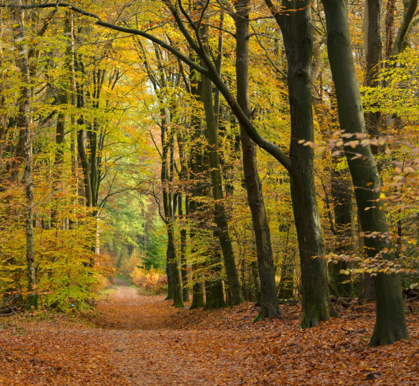 istock Footpath through forest in autumn leaf colors 881584598